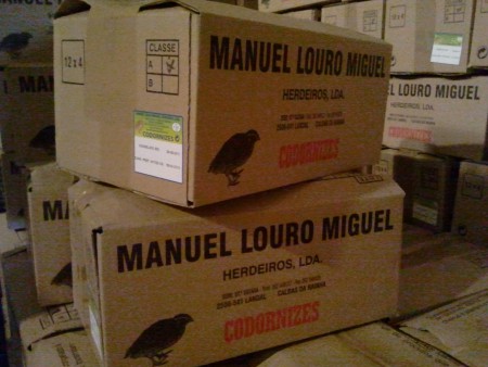 Caixa de 48 codornizes congeladas